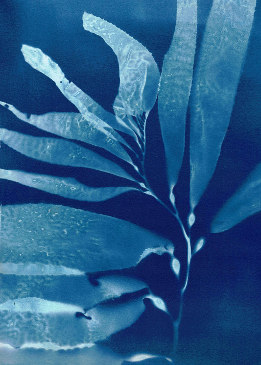Giant Kelp Specimen 1