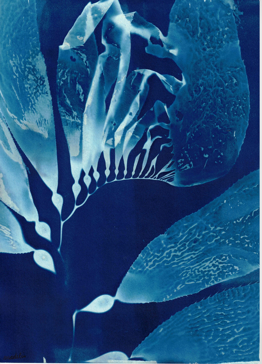 Giant Kelp Specimen 2
