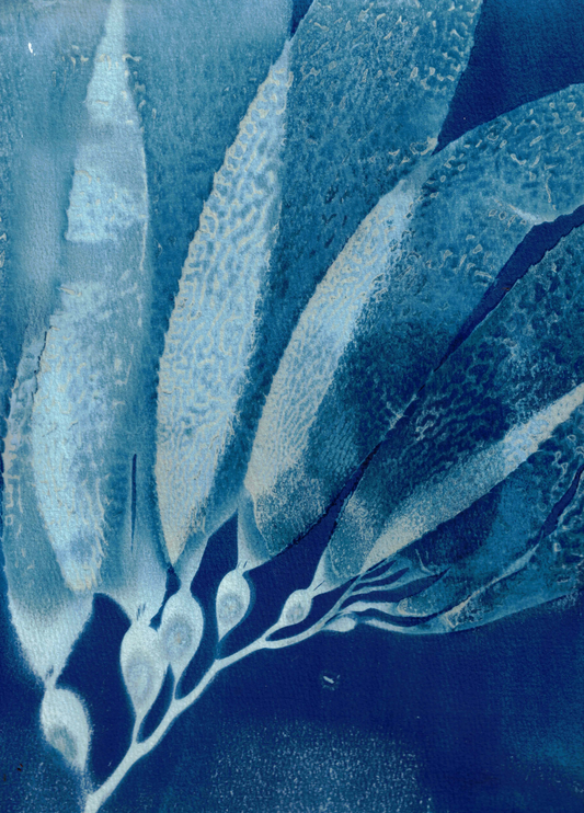 Giant Kelp Specimen 5