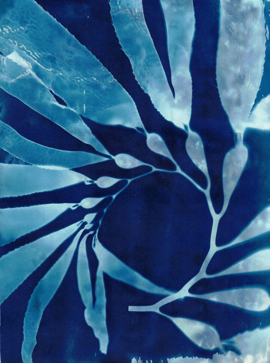 Giant Kelp Specimen 4